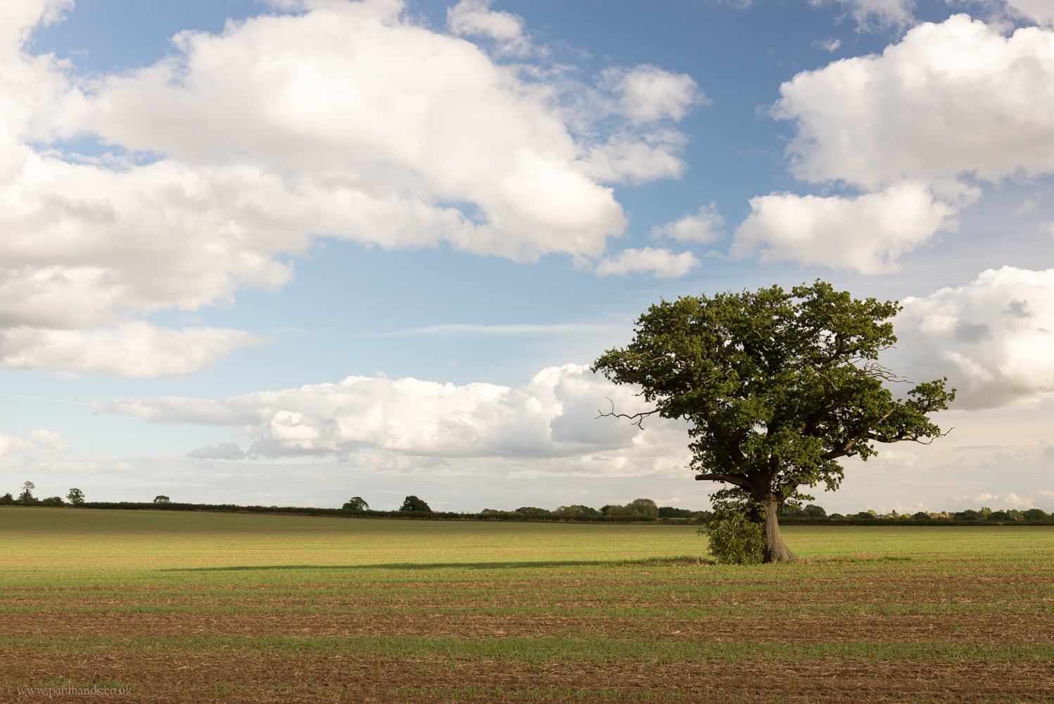 Sustainable Landscaping Practices